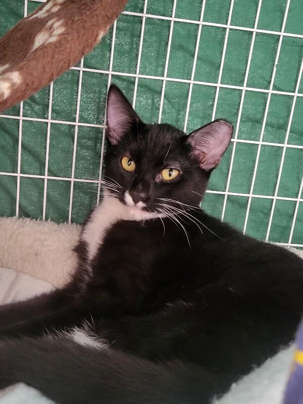 Enlarge Polly, a Adoptable Domestic Short Hair in Diamond Springs, CA image 2/3