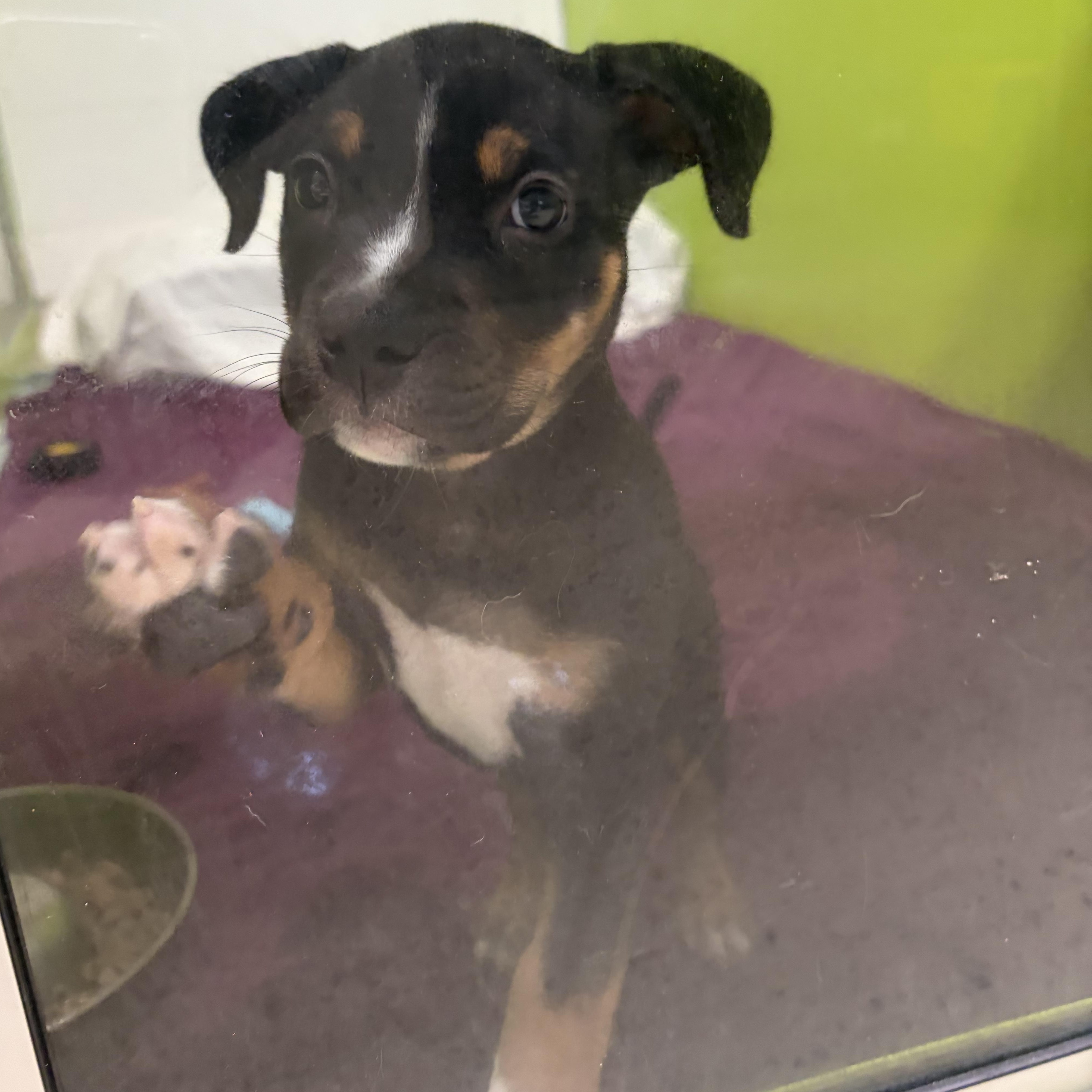 Enlarge Luna, an adopted mixed breed in AQUEBOGUE, NY image 1/1