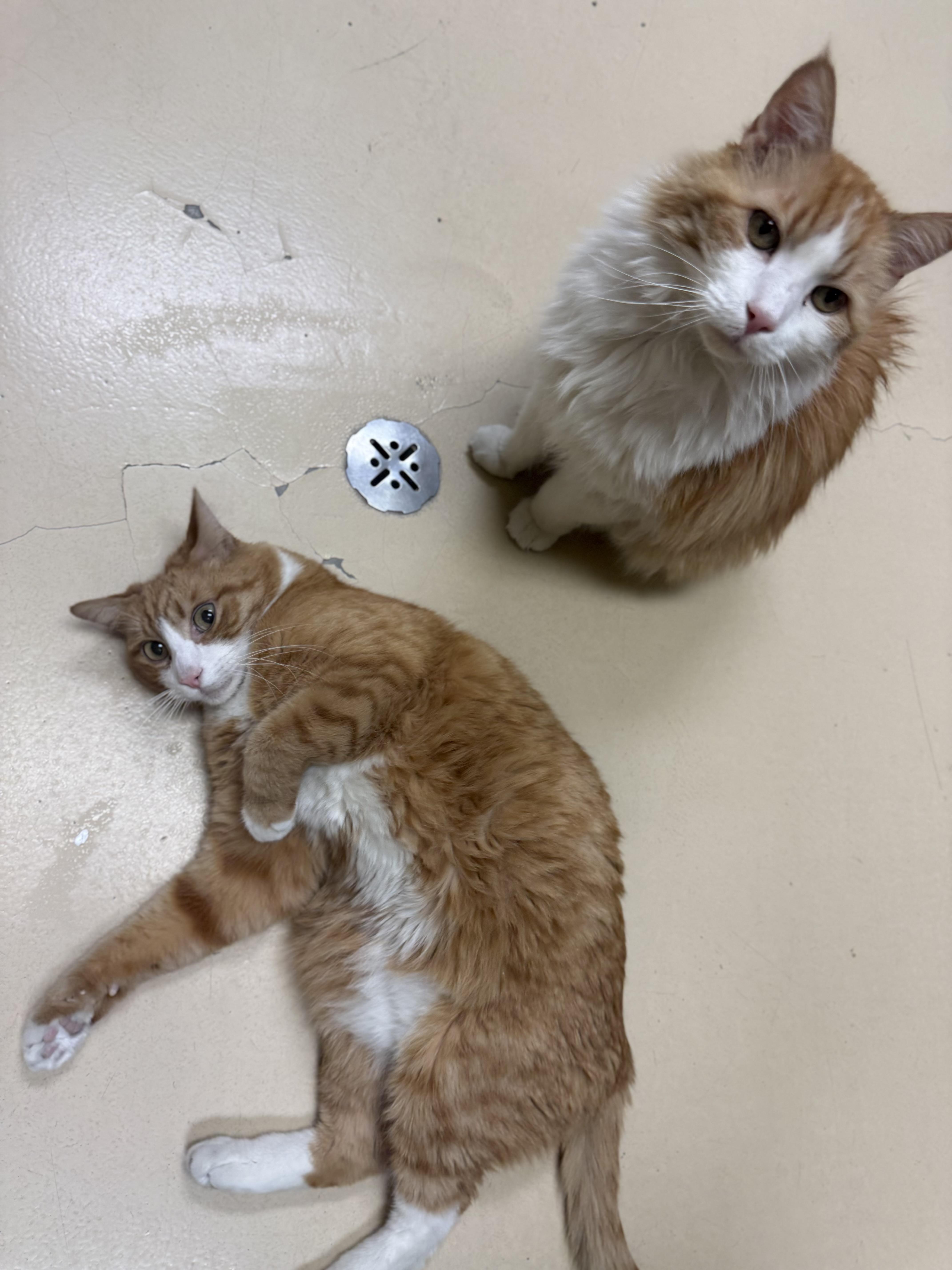 Enlarge Mew Mew, an adopted Domestic Long Hair in Boulder City, NV image 4/6