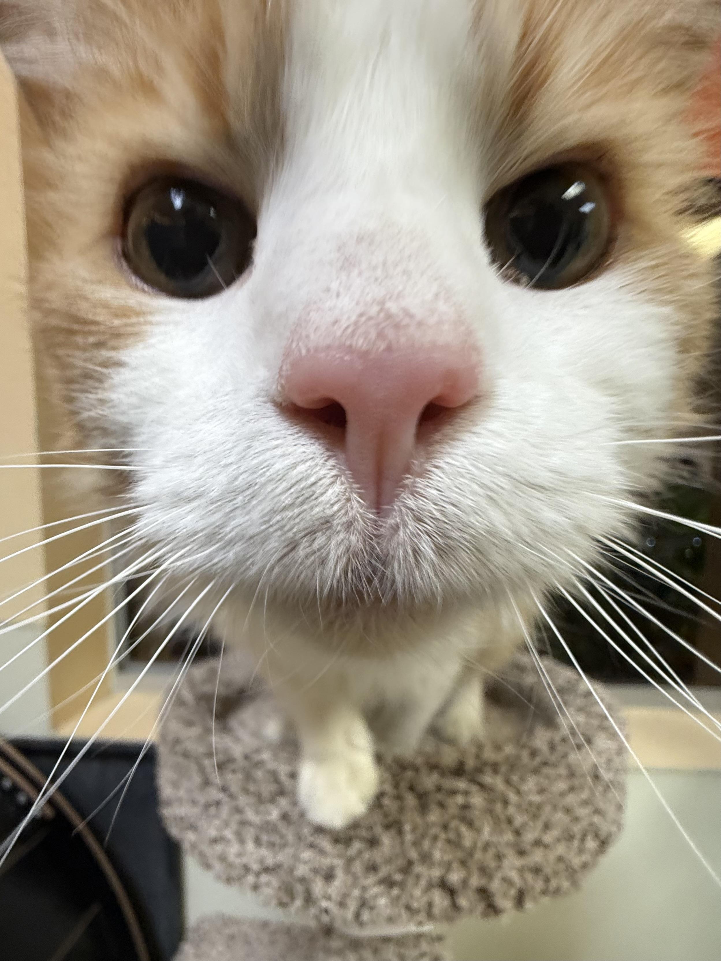 Enlarge Mew Mew, an adopted Domestic Long Hair in Boulder City, NV image 6/6