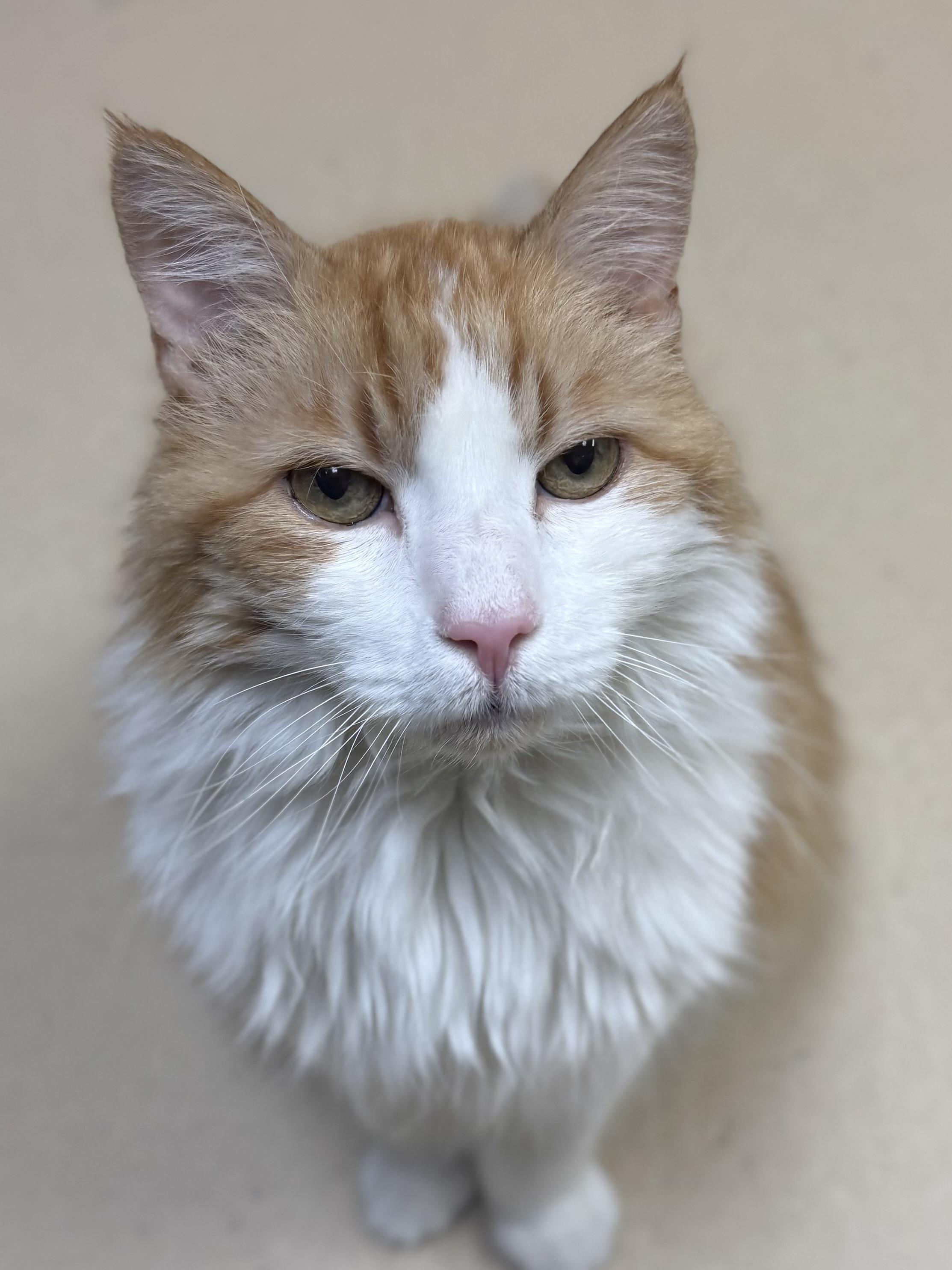 Mew Mew, adopted, Adult Male Domestic Long Hair.