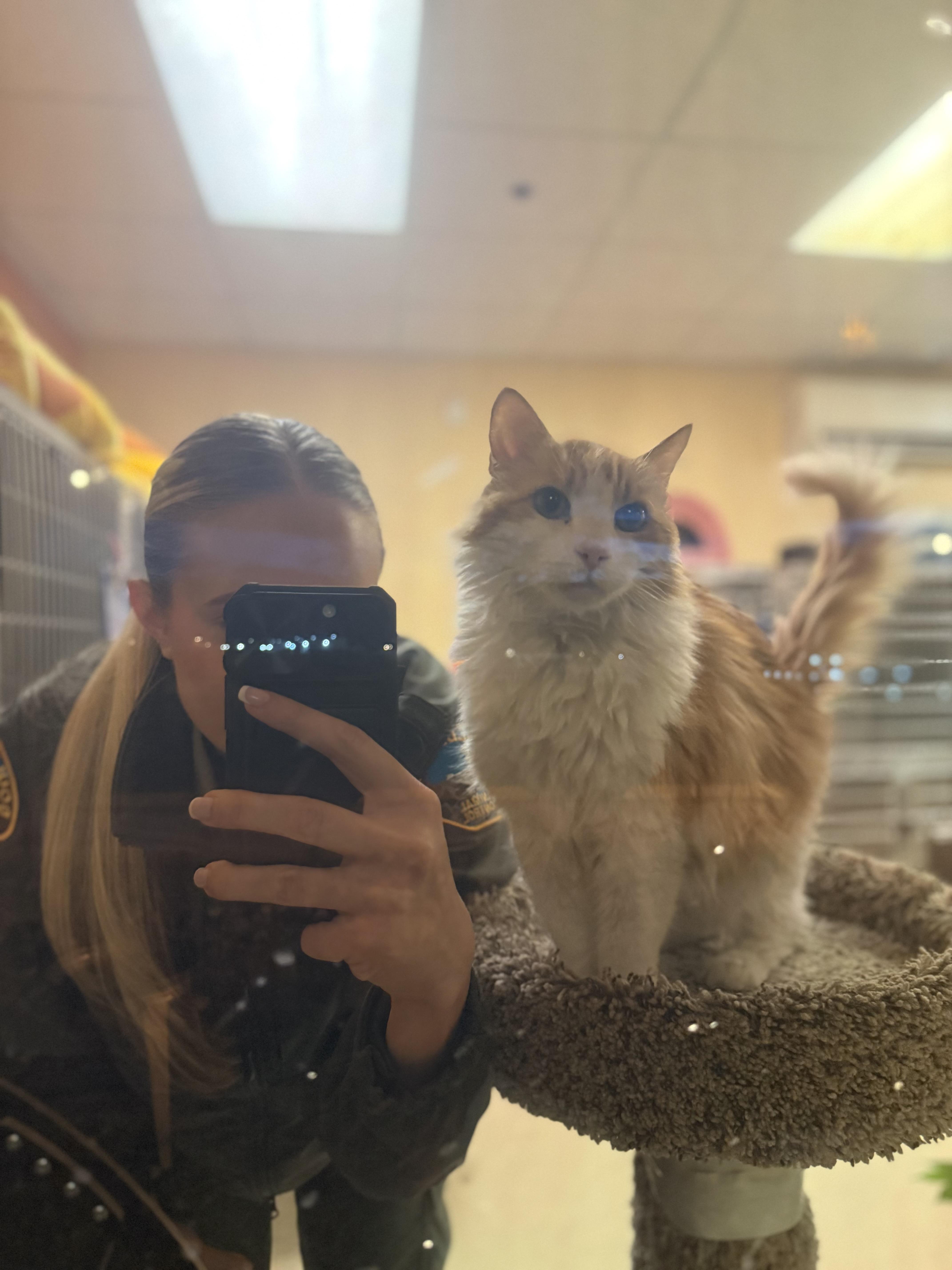 Enlarge Mew Mew, an adopted Domestic Long Hair in Boulder City, NV image 2/6