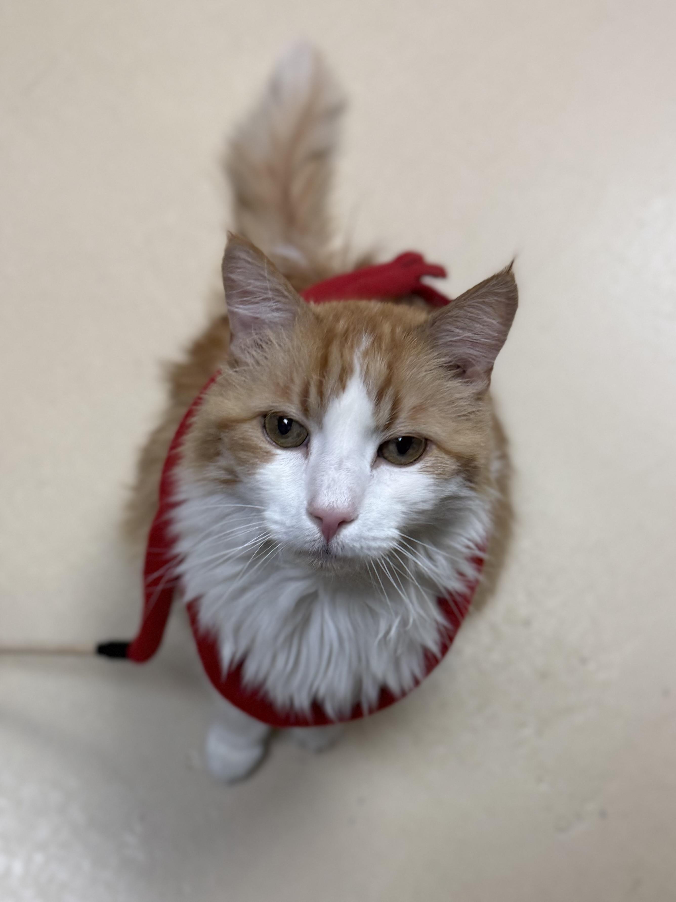 Enlarge Mew Mew, an adopted Domestic Long Hair in Boulder City, NV image 3/6