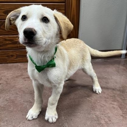 Reed, Adoptable, Puppy Male Yellow Labrador Retriever & Husky.
