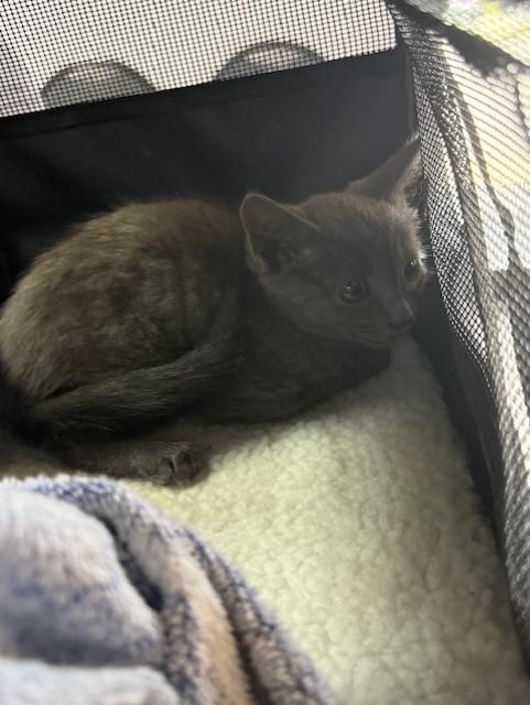 SEMIU, Adoptable, Kitten Female Domestic Short Hair.
