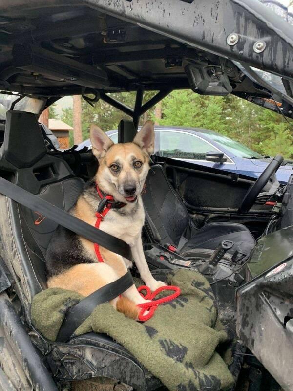 Merci - Courtesy Listing see info, Adoptable, Adult Female Mixed Breed.