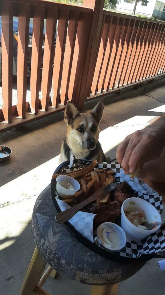 Merci - Courtesy Listing see info, a Adoptable mixed breed in Polson, MT image 3/5