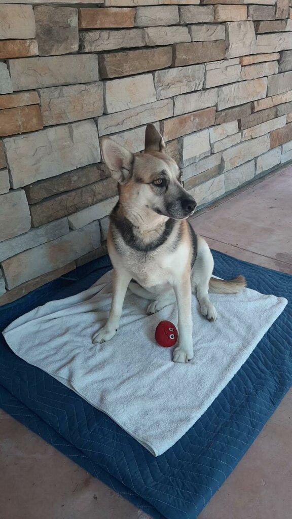 Merci - Courtesy Listing see info, a Adoptable mixed breed in Polson, MT image 4/5