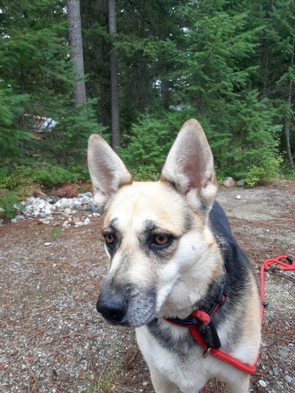 Merci - Courtesy Listing see info, a Adoptable mixed breed in Polson, MT image 5/5