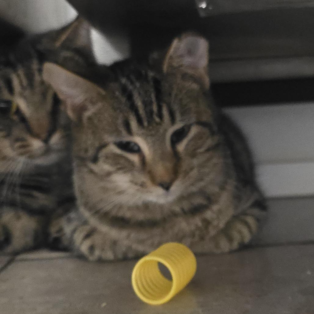 Lake 25-1684, Adoptable, Kitten Male Domestic Short Hair.