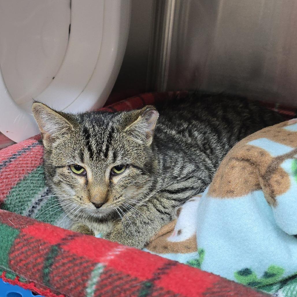 Enlarge Lake 25-1684, a Adoptable Domestic Short Hair in Yanceyville, NC image 2/2