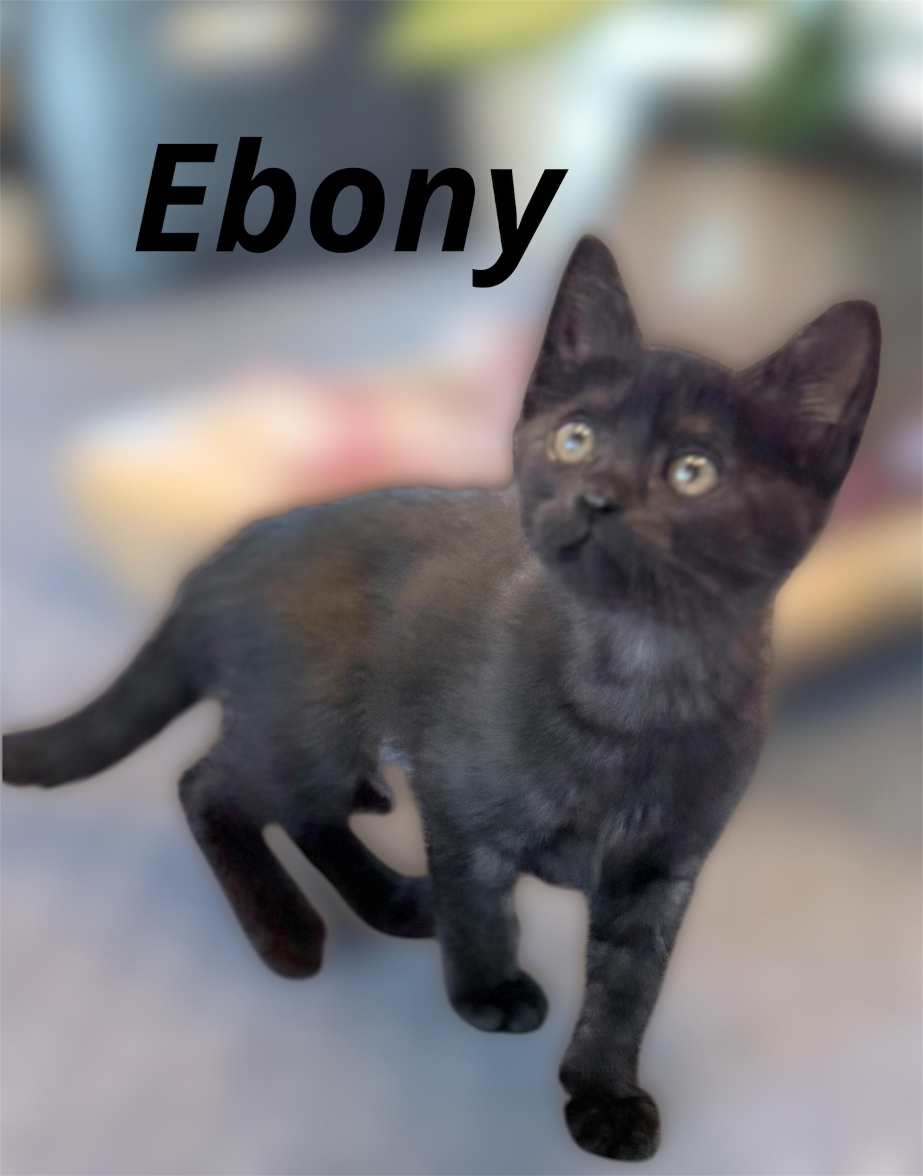 Enlarge Ebony, a Adopted Domestic Short Hair in Auburn, CA image 2/2