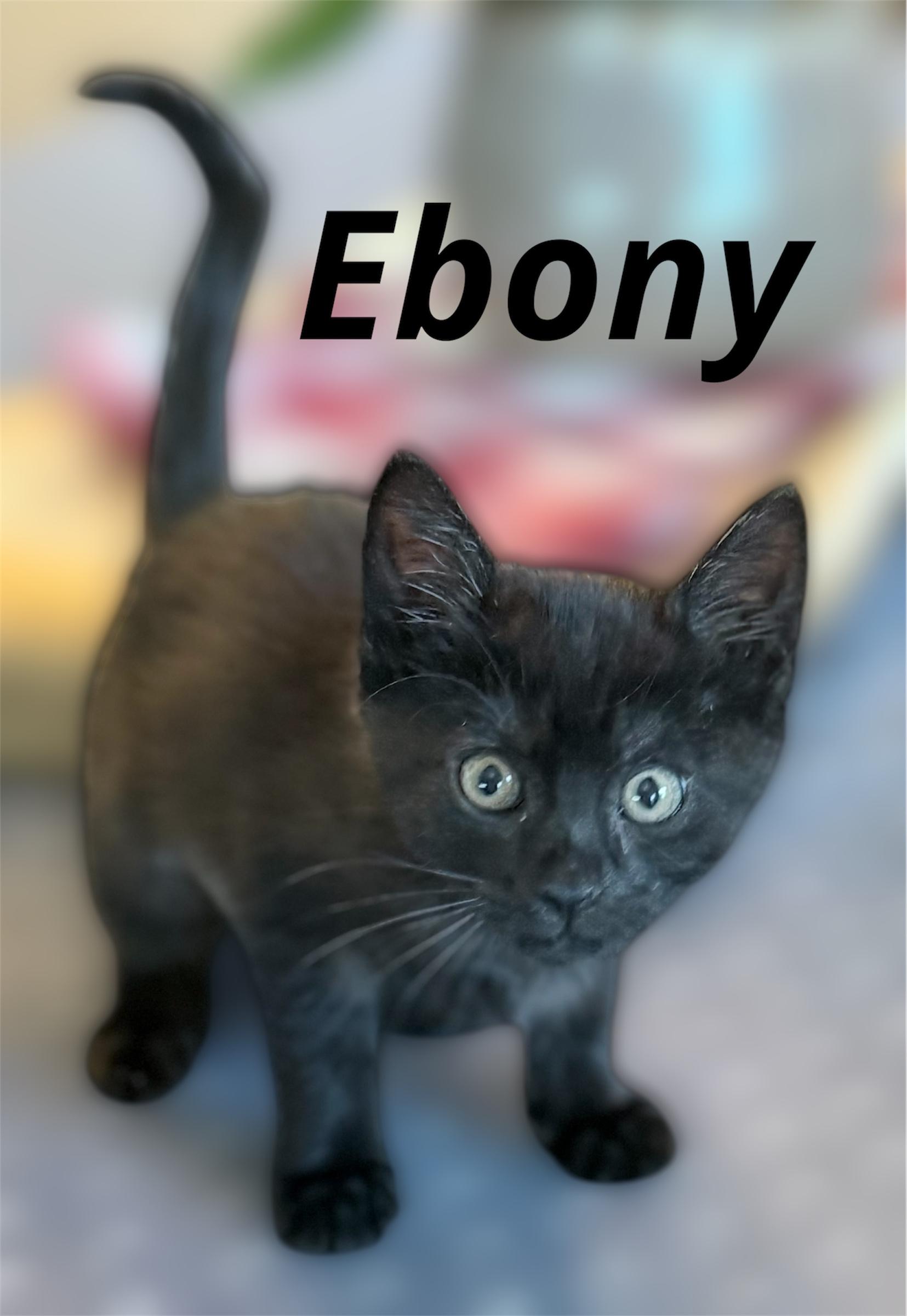 Ebony, Adopted, Kitten Female Domestic Short Hair.