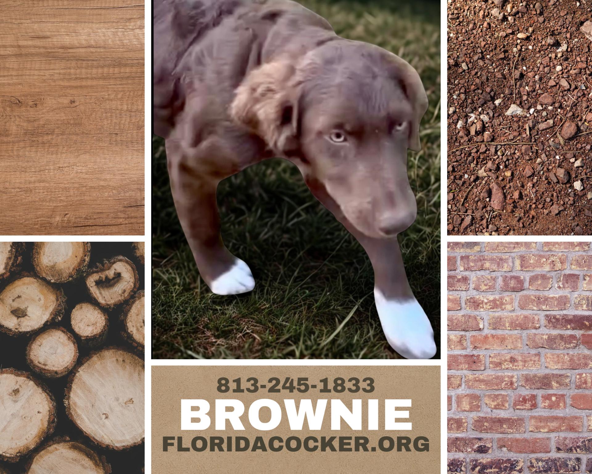 Enlarge Brownie, a Adoptable mixed breed in Land O Lakes, FL image 1/1