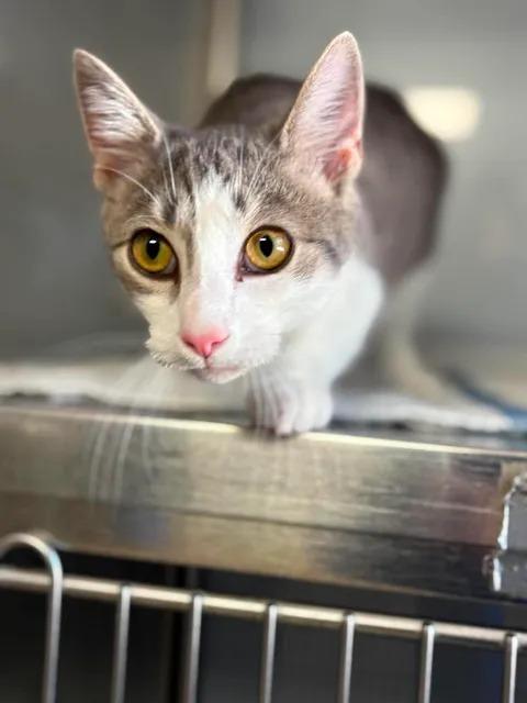 Murphy, Adoptable, Kitten Male Domestic Short Hair.