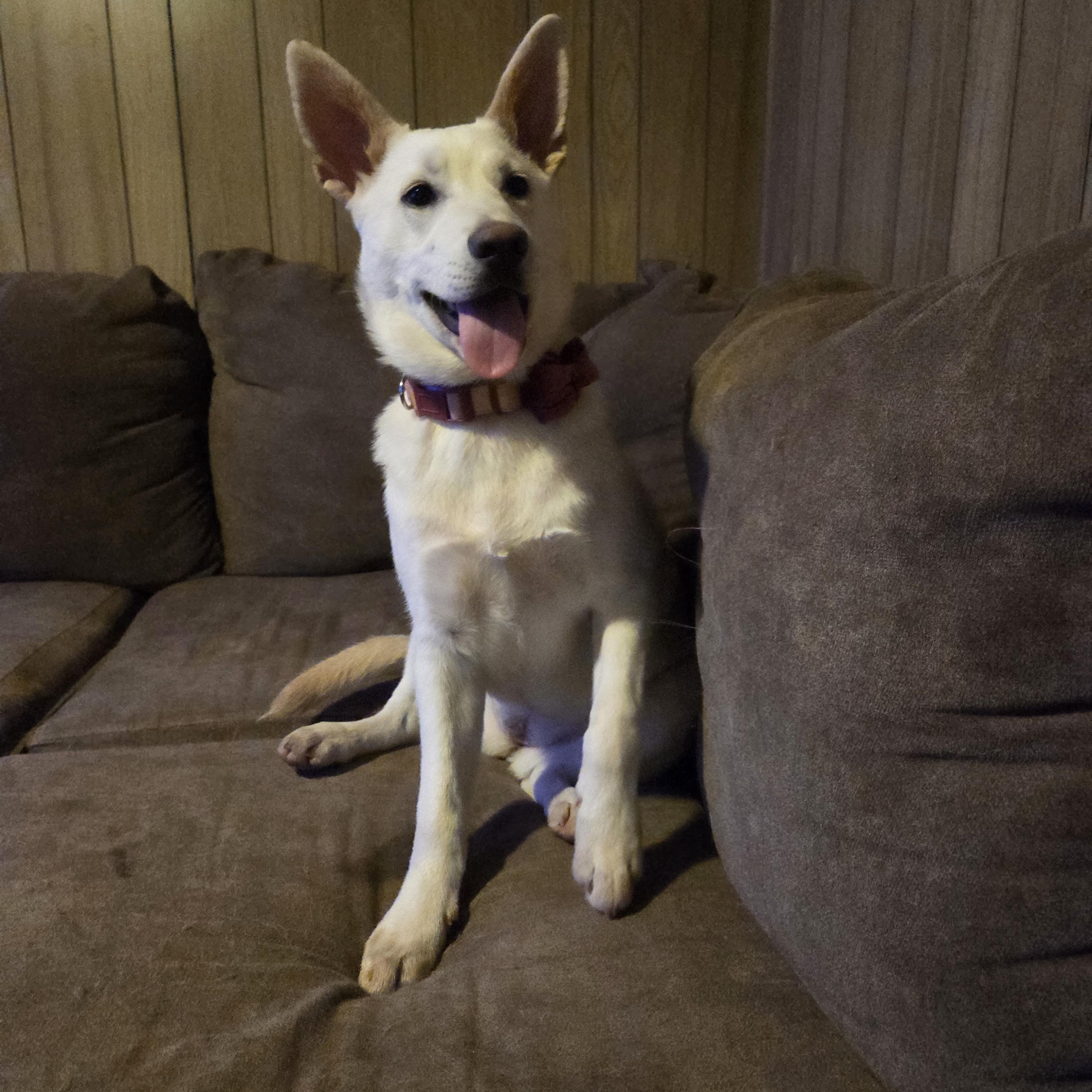 Enlarge COOL WHIP, an adopted mixed breed in Manchester, NH image 3/6