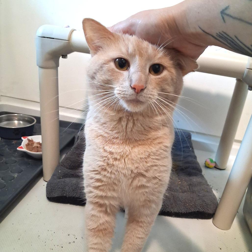 Enlarge Colby, a Adoptable Domestic Short Hair in Pittsburgh, PA image 1/5