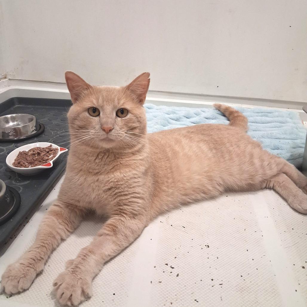 Enlarge Colby, a Adoptable Domestic Short Hair in Pittsburgh, PA image 4/5