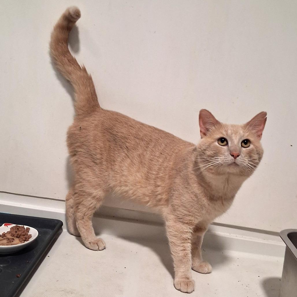 Enlarge Colby, a Adoptable Domestic Short Hair in Pittsburgh, PA image 5/5