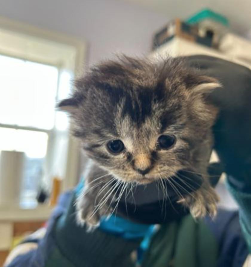 Purrlock Holmes, adoptable, Kitten Female Domestic Medium Hair.