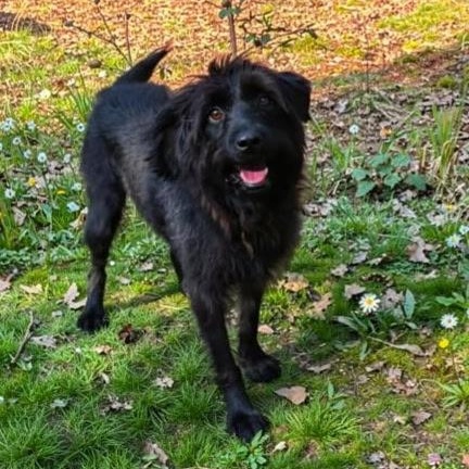 Enlarge Blue, a ADOPTABLE Mixed Breed in Burlington, VT image 1/4