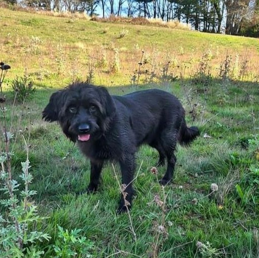 Enlarge Blue, a ADOPTABLE Mixed Breed in Burlington, VT image 2/4