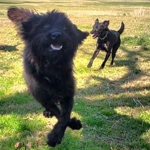 Enlarge Blue, a ADOPTABLE Mixed Breed in Burlington, VT image 3/4