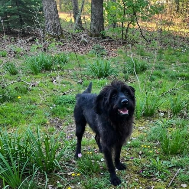 Enlarge Blue, a ADOPTABLE Mixed Breed in Burlington, VT image 4/4