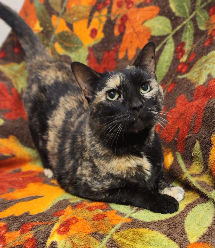 Enlarge Fall, a Adoptable mixed breed in Superior, WI image 1/1
