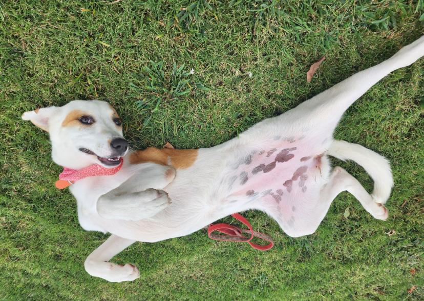 Lady, a Adoptable mixed breed in Jonesboro, GA image 3/3