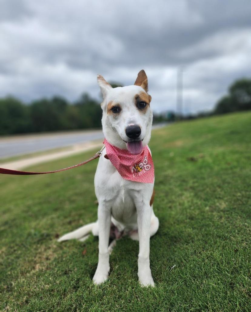 Lady, a Adoptable mixed breed in Jonesboro, GA image 2/3