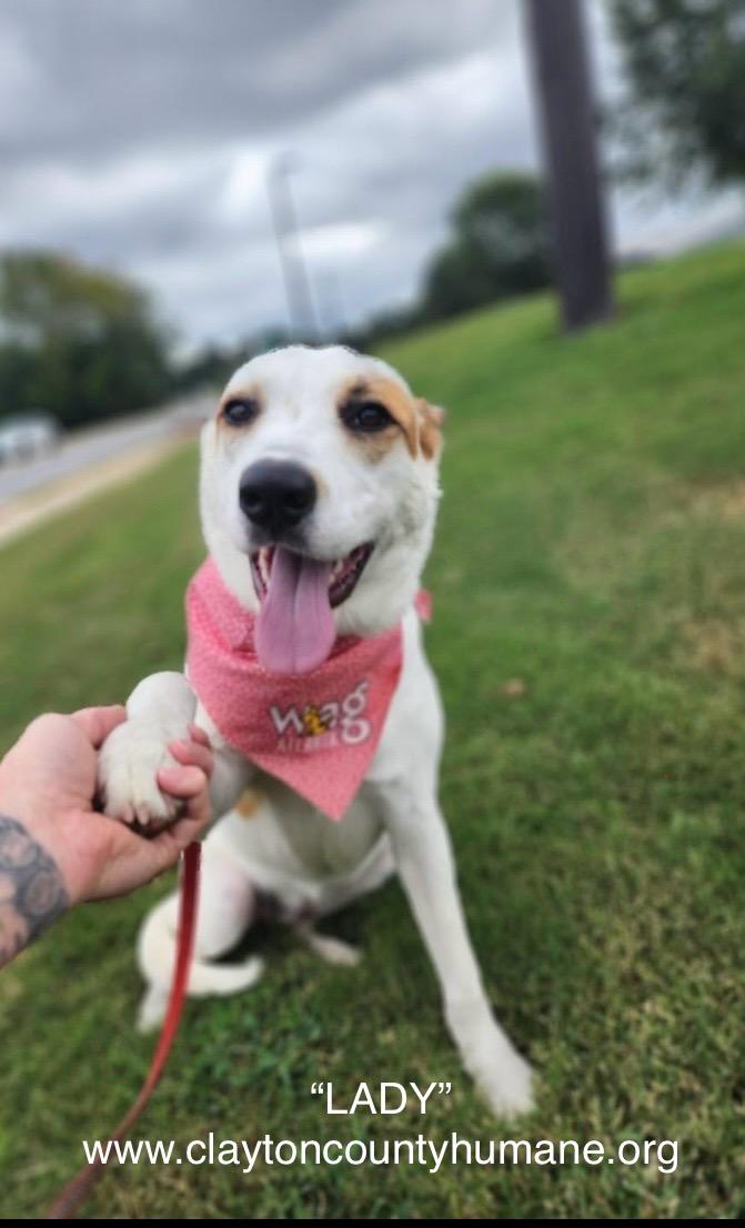 Lady, a Adoptable mixed breed in Jonesboro, GA image 1/3
