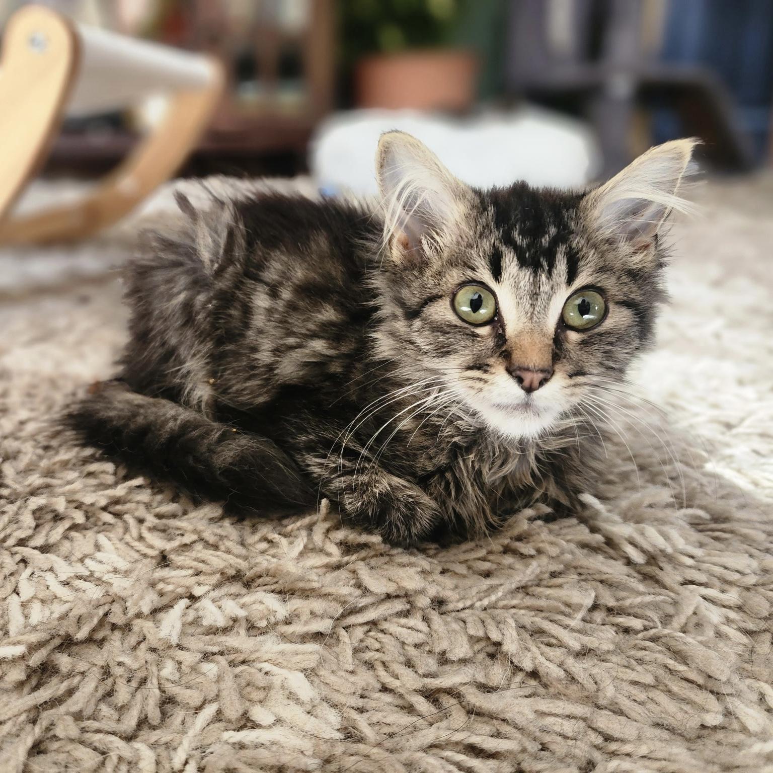 Enlarge Khal Drogo, an adoptable Domestic Medium Hair in Bentonville, AR image 1/1