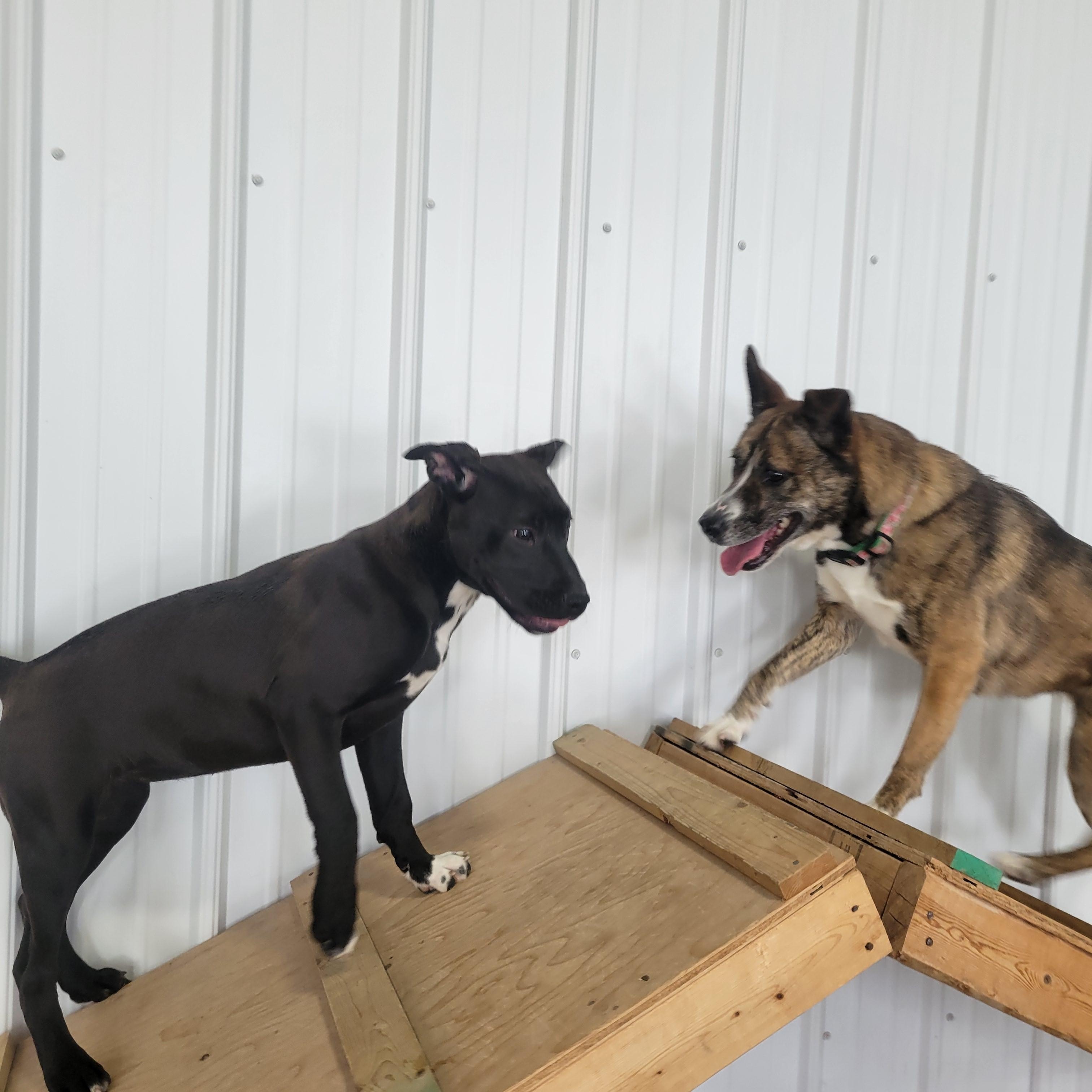 Enlarge Chime, a Adoptable mixed breed in Lake Odessa, MI image 4/6