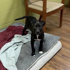 Enlarge Chime, a Adoptable mixed breed in Lake Odessa, MI image 2/6