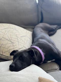 Enlarge Chime, a Adoptable mixed breed in Lake Odessa, MI image 1/6