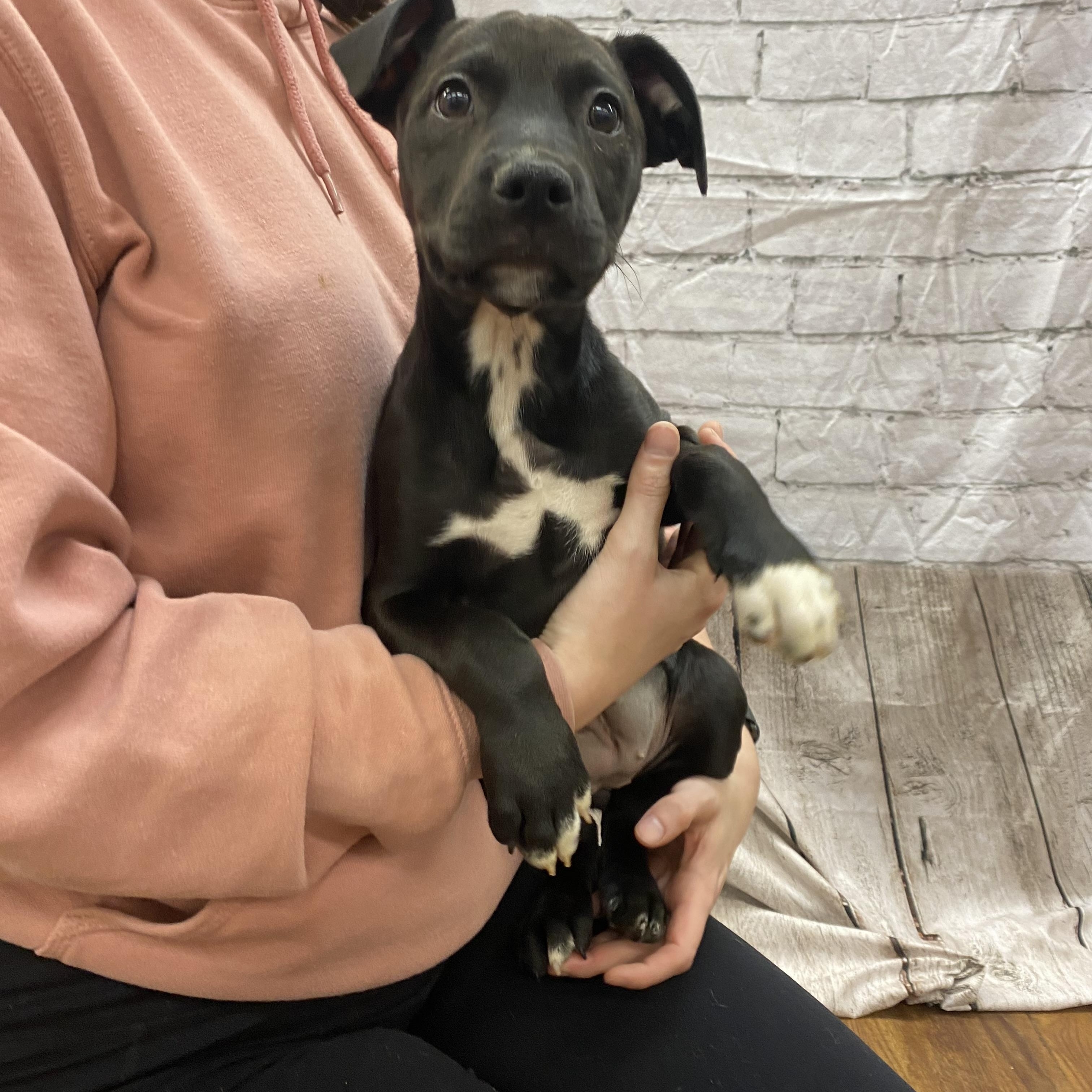 Enlarge Chime, a Adoptable mixed breed in Lake Odessa, MI image 3/6