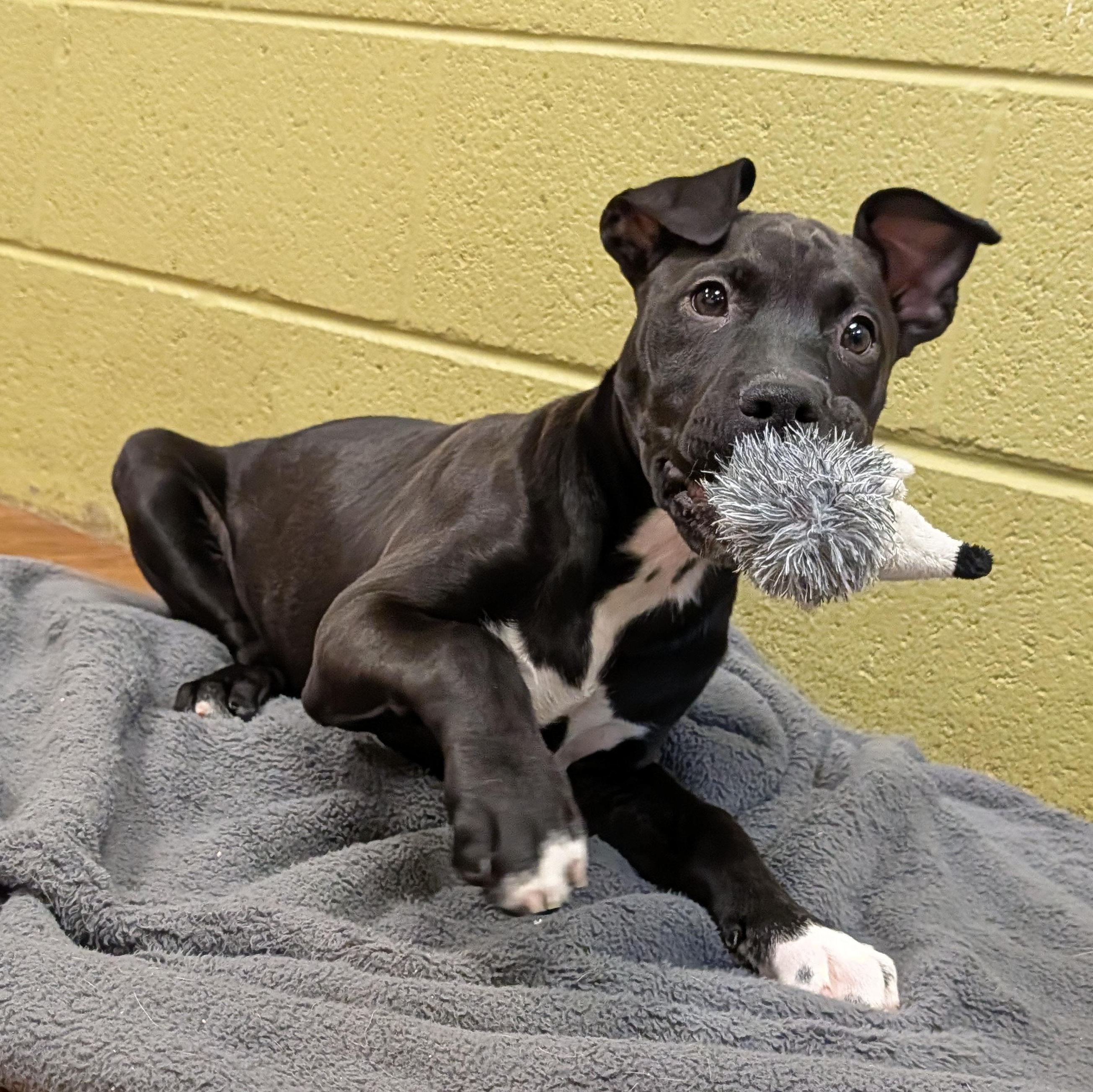 Enlarge Chime, a Adoptable mixed breed in Lake Odessa, MI image 1/6
