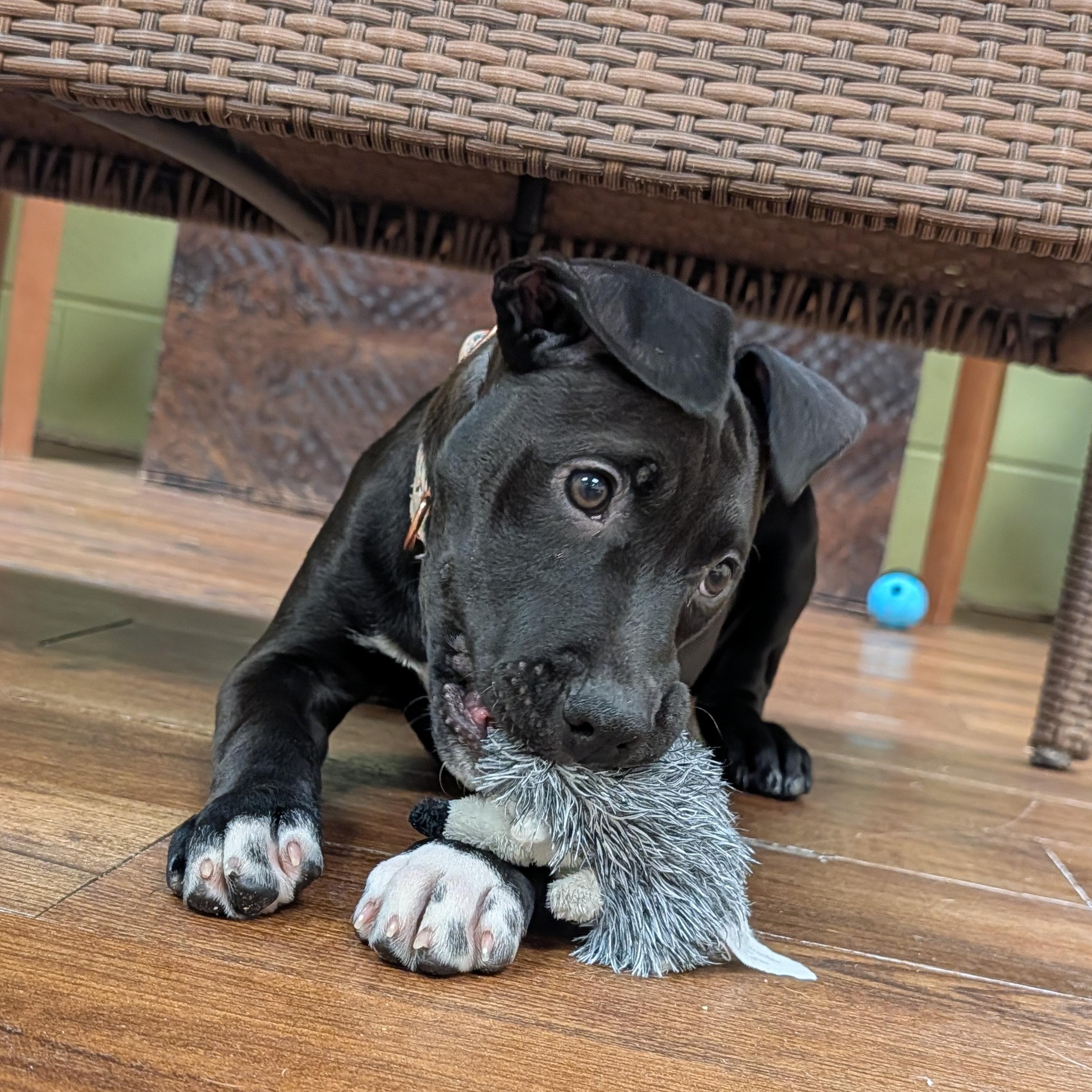 Enlarge Chime, a Adoptable mixed breed in Lake Odessa, MI image 5/6