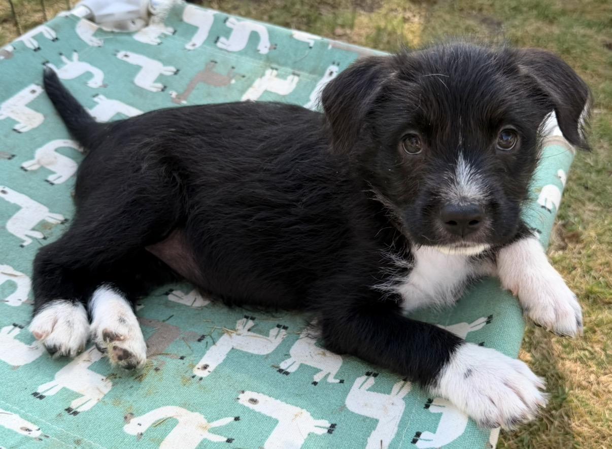 Macy, a ADOPTABLE mixed breed in Gilbert, AZ image 2/5