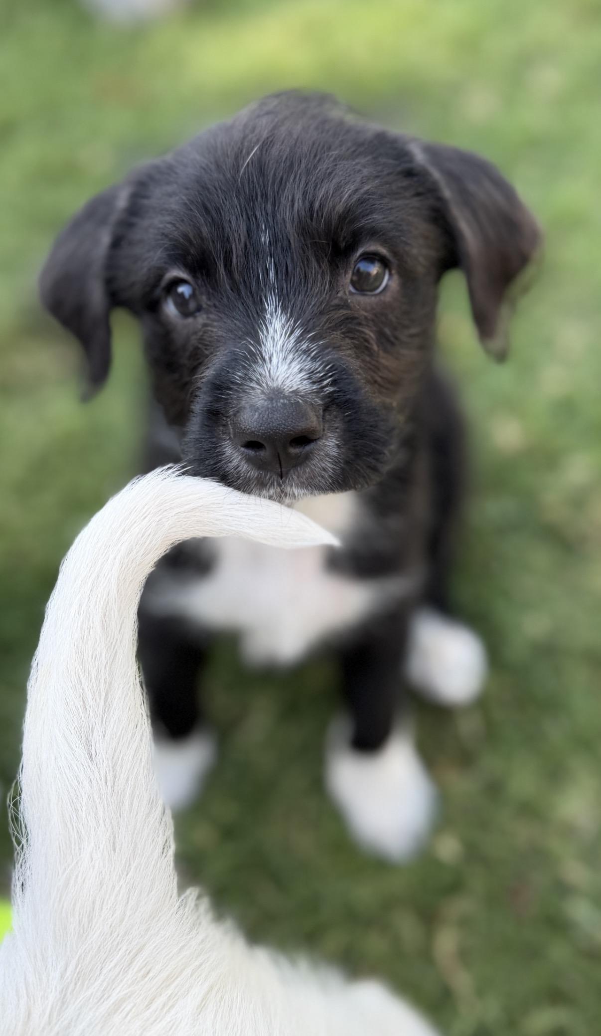 Macy, a ADOPTABLE mixed breed in Gilbert, AZ image 5/5