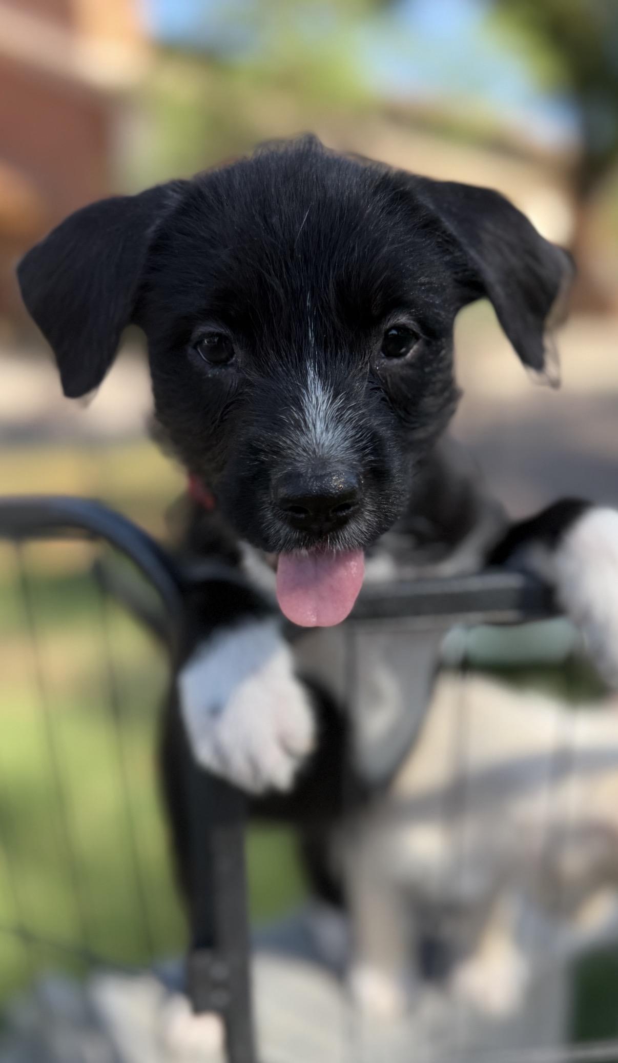 Macy, ADOPTABLE, Puppy Female Border Terrier & Parson Russell Terrier.