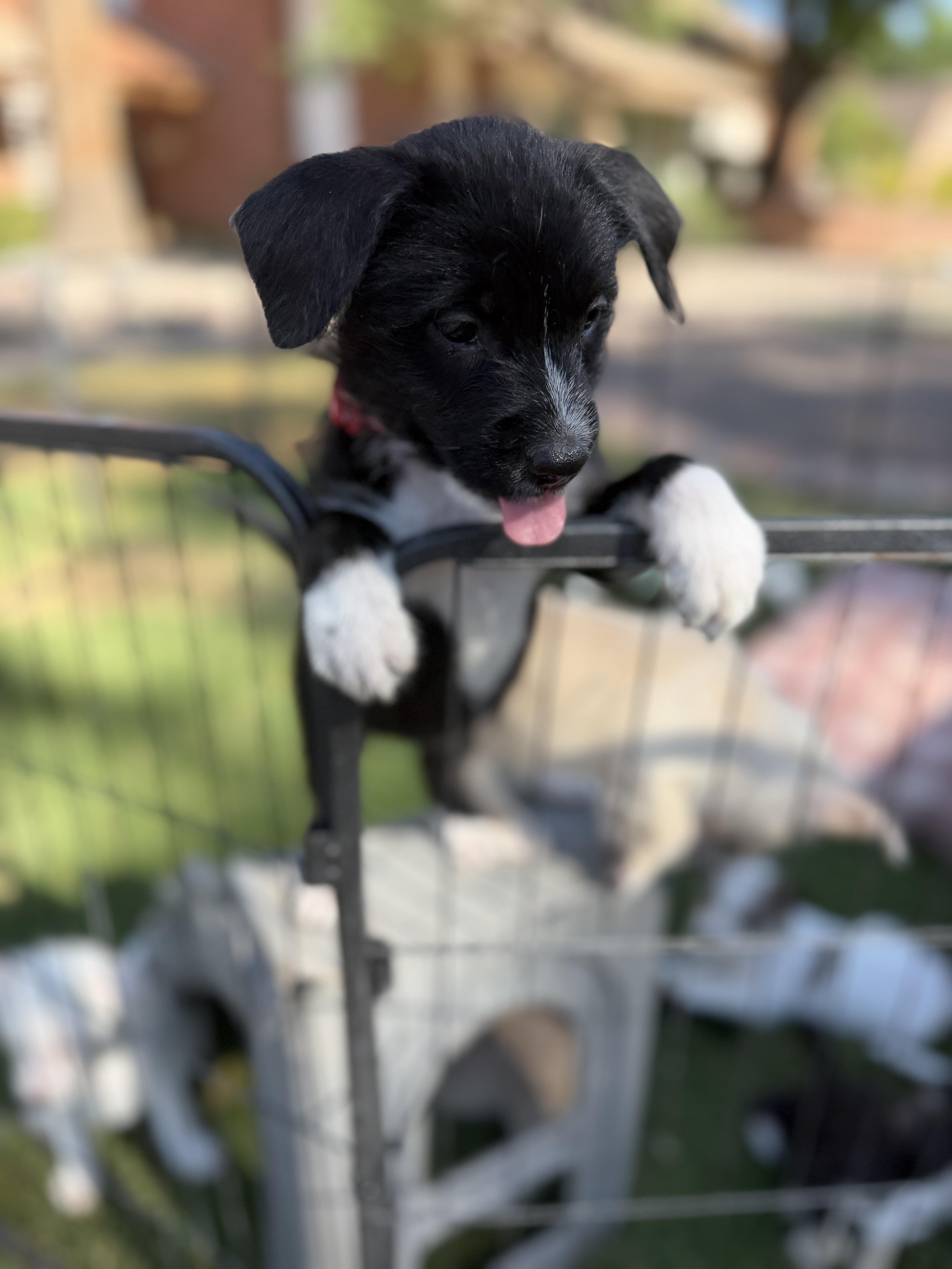 Macy, a ADOPTABLE mixed breed in Gilbert, AZ image 4/5