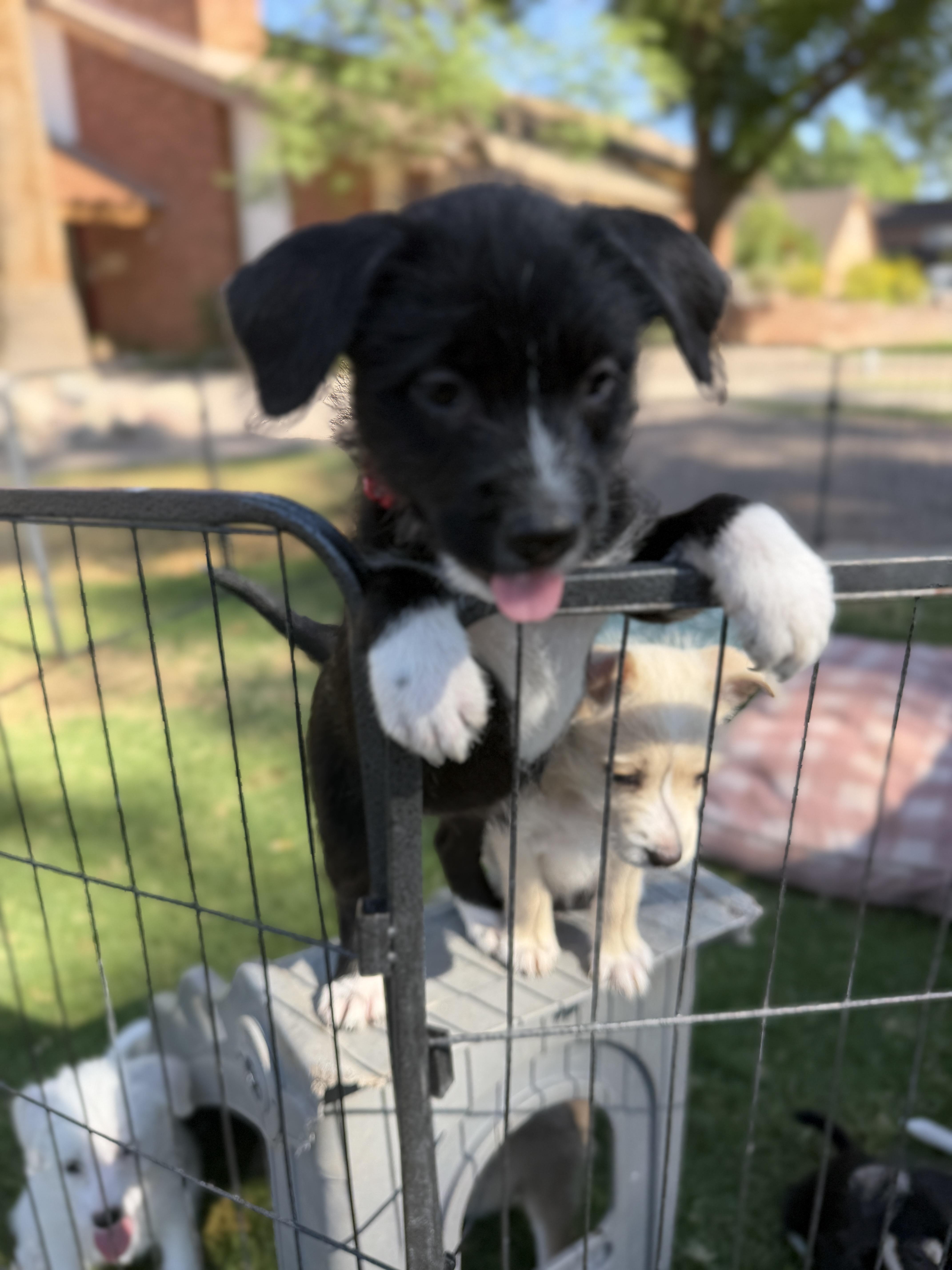 Macy, a ADOPTABLE mixed breed in Gilbert, AZ image 3/5