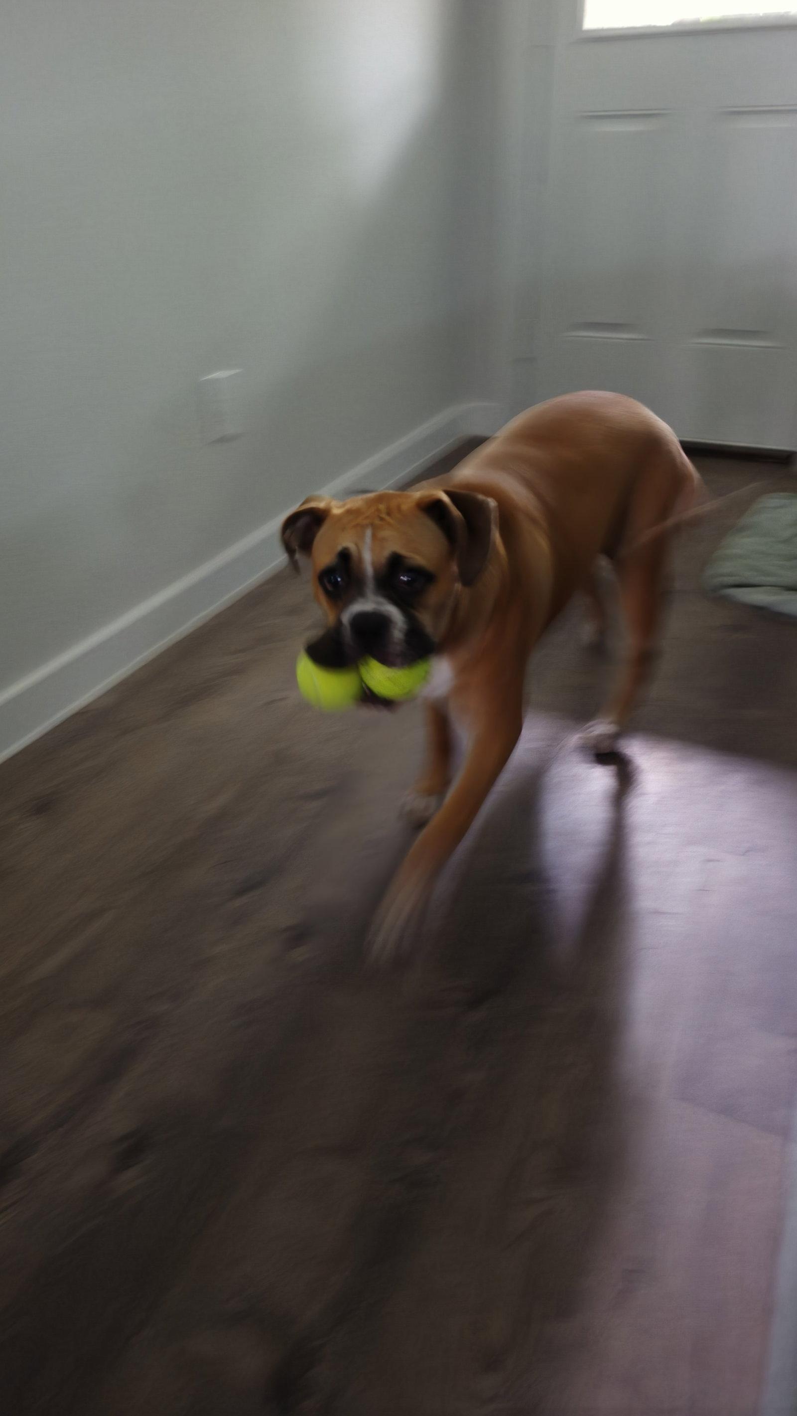 MAIKO, a Adoptable Boxer in Katy, TX image 1/3