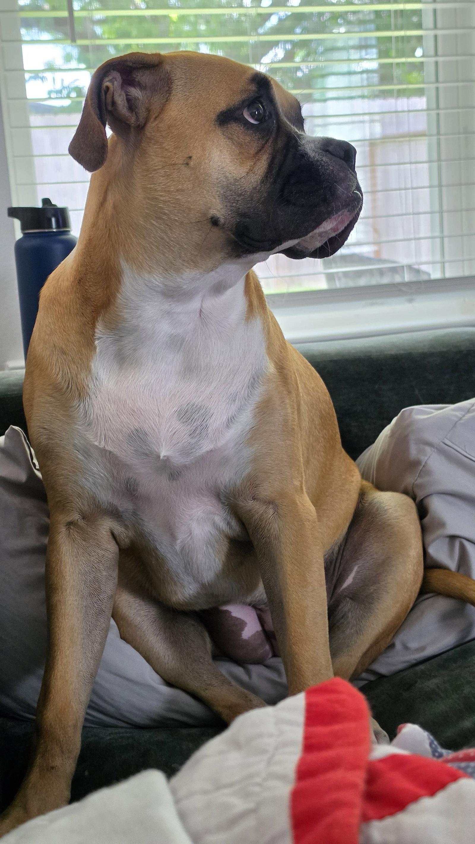 MAIKO, a Adoptable Boxer in Katy, TX image 2/3