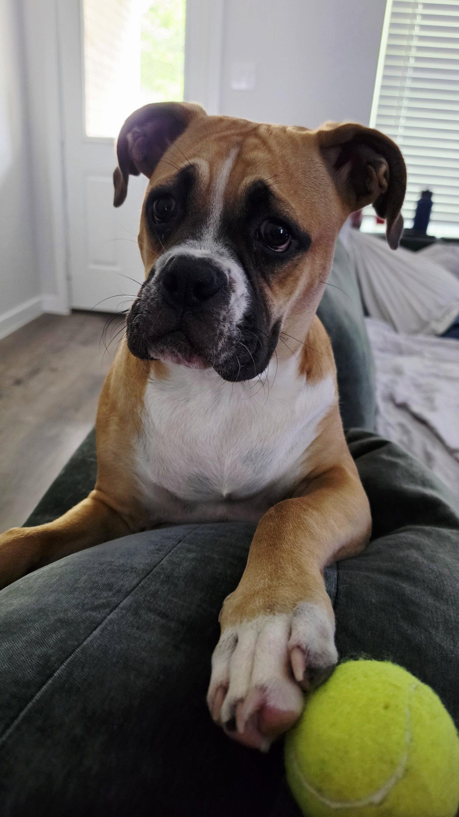 MAIKO, a Adoptable Boxer in Katy, TX image 3/3