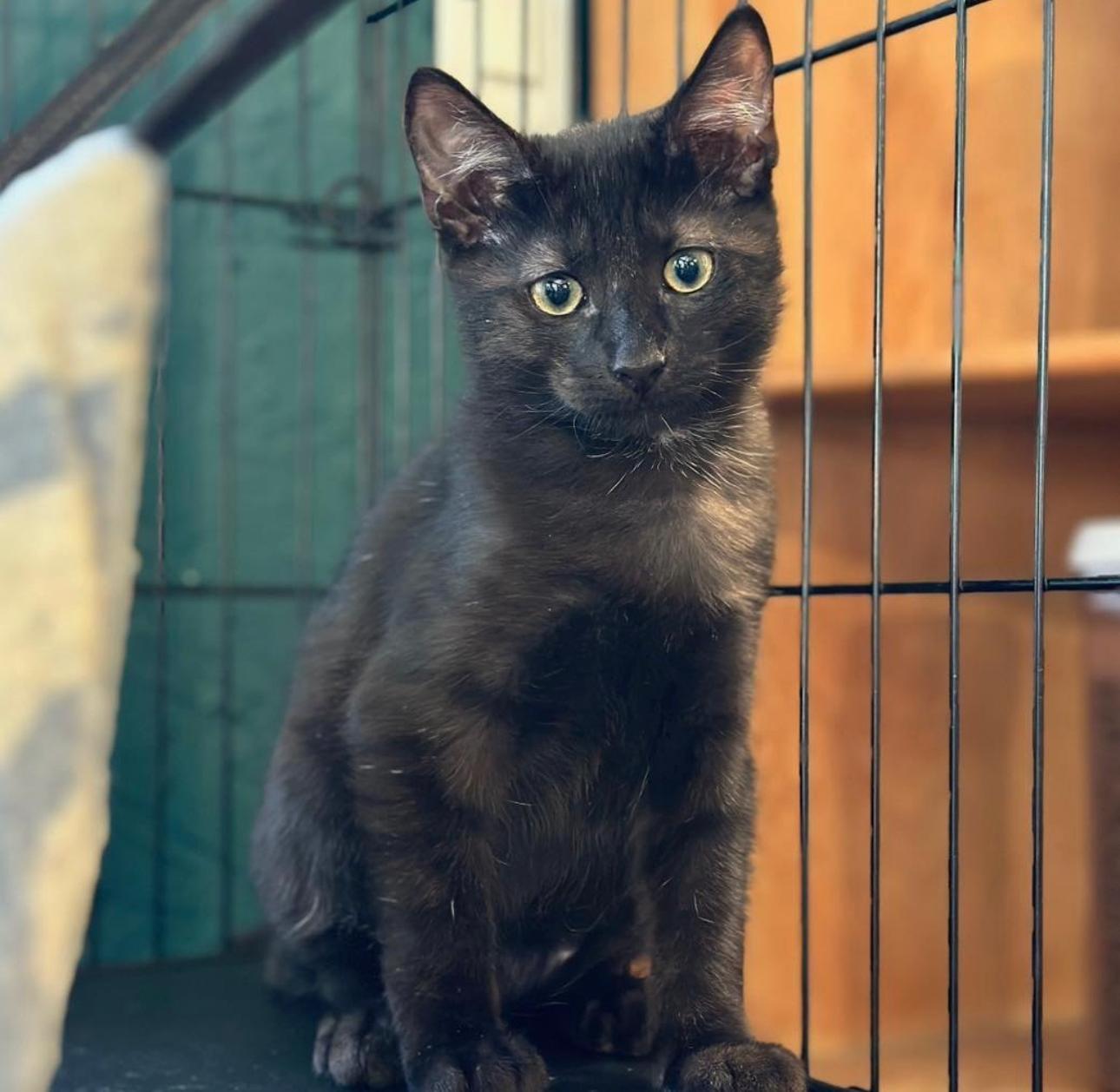 Poblano, Adopted, Young Male Domestic Short Hair.
