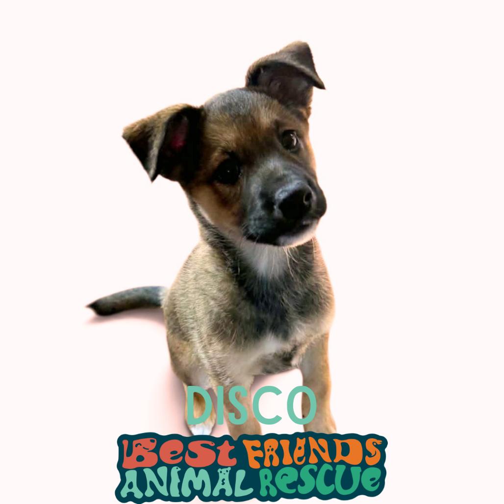 Enlarge Disco, a Adoptable mixed breed in Wasilla, AK image 1/1