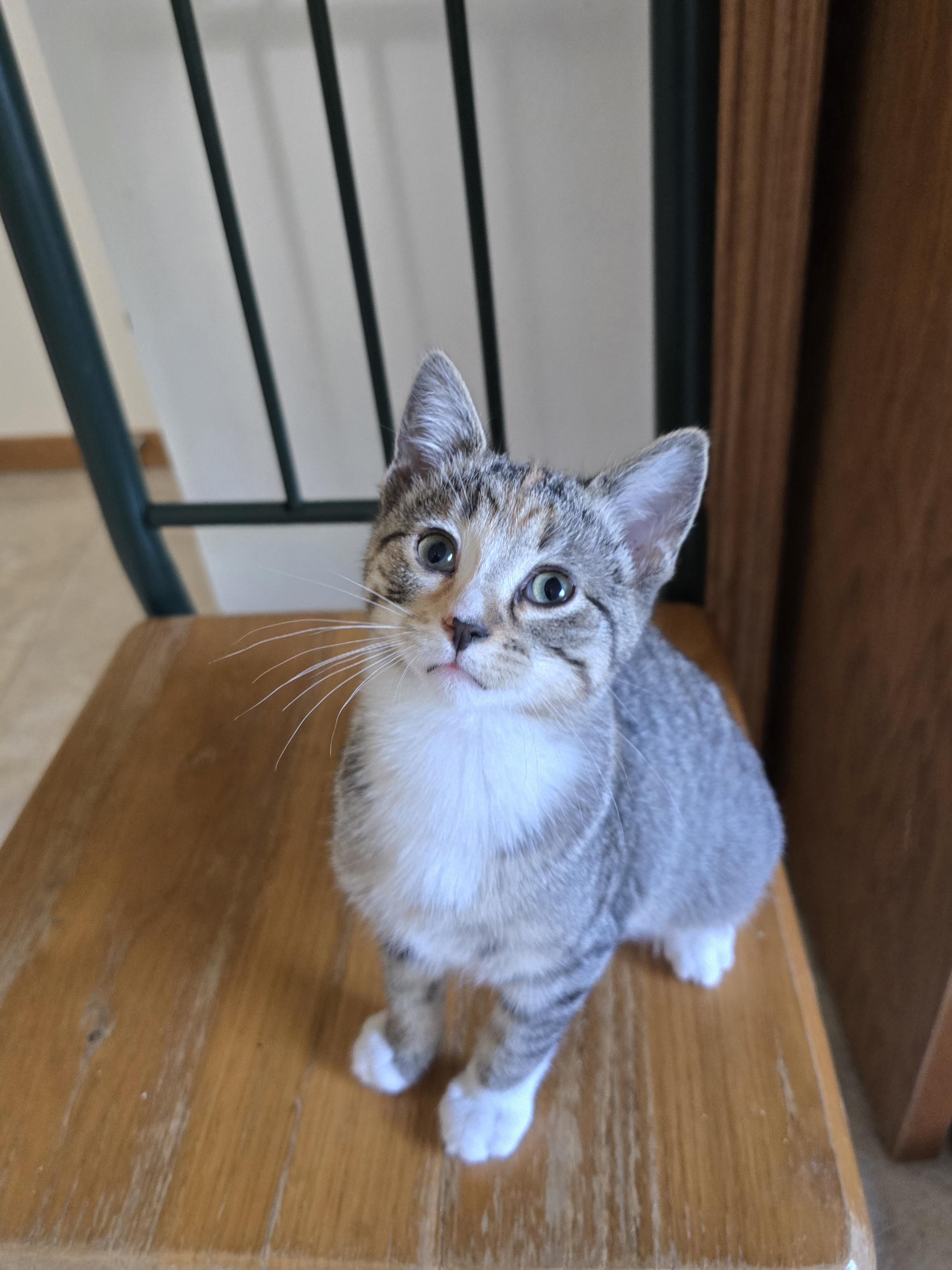 Enlarge Whitney, a Adoptable Domestic Short Hair in Fargo, ND image 2/3